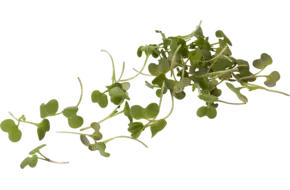 Hot stuff cress 20gr